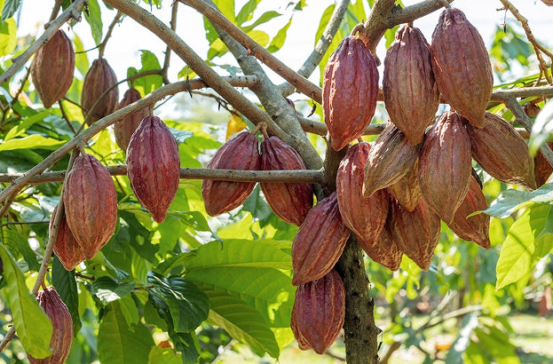 Cabosses de cacao bio dans une plantation